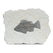 fossil-fish-wyoming-usa-1