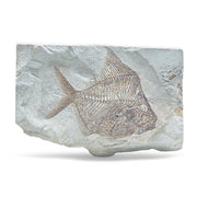 Lebanon Fossil Fish